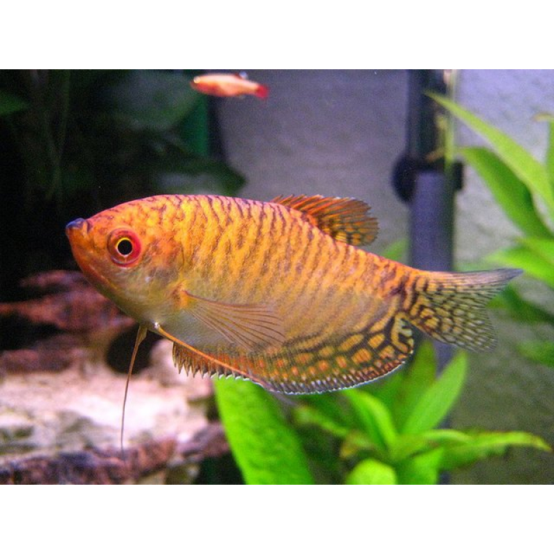 Goudgourami oranje 4-5cm